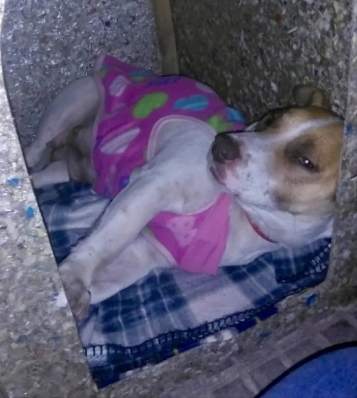 Cachorro ra a SRD idade 2 anos nome Fran