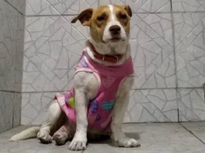 Cachorro ra a SRD idade 2 anos nome Fran