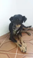 Doguinho