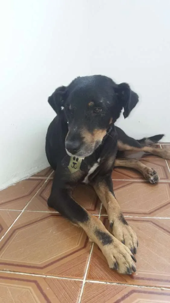 Cachorro ra a RND idade 3 anos nome Doguinho