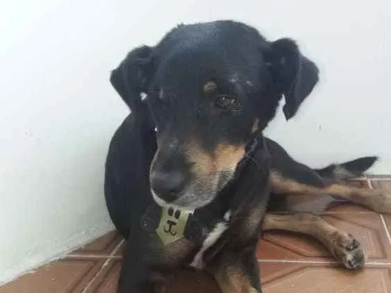 Cachorro ra a RND idade 3 anos nome Doguinho