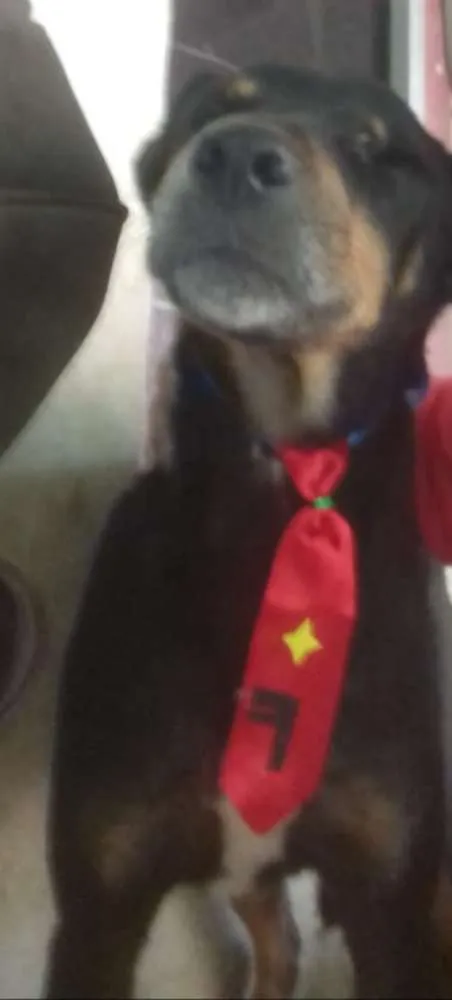 Cachorro ra a RND idade 3 anos nome Doguinho