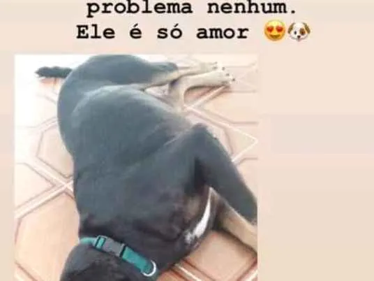 Cachorro ra a RND idade 3 anos nome Doguinho