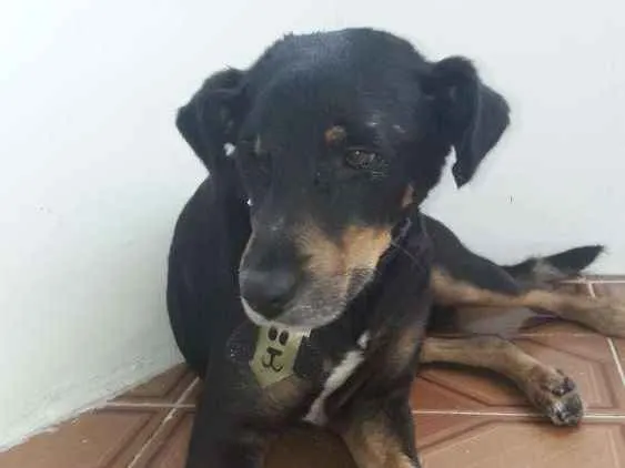 Cachorro ra a RND idade 3 anos nome Doguinho