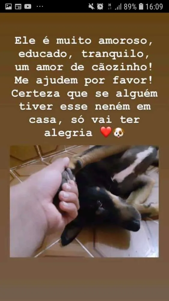 Cachorro ra a RND idade 3 anos nome Doguinho