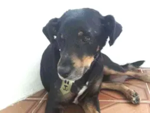 Cachorro raça RND idade 3 anos nome Doguinho