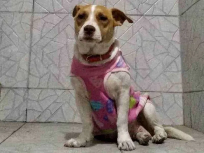 Cachorro ra a SRD idade 2 anos nome Fran