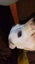 Garoto
