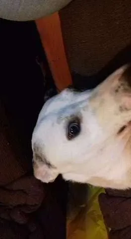 Cachorro ra a Vira lata idade 1 ano nome Garoto