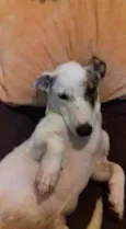 Garoto