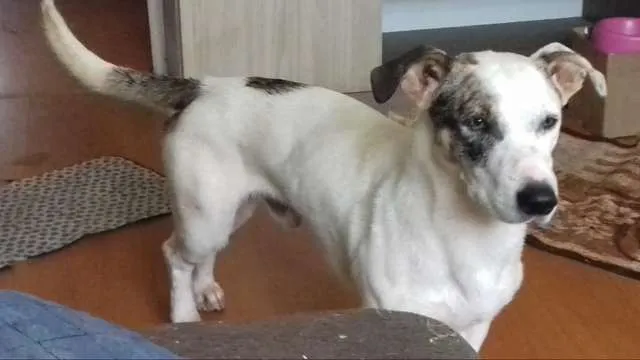 Cachorro ra a Vira lata idade 1 ano nome Garoto