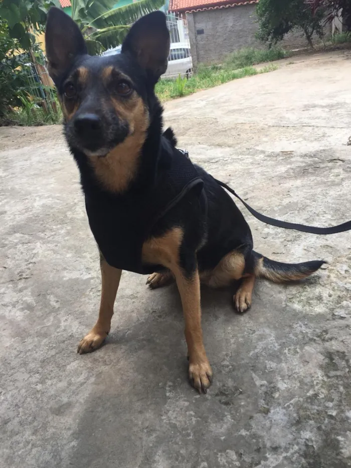 Cachorro ra a Srd idade 3 anos nome Chiara 