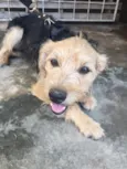 Teco 