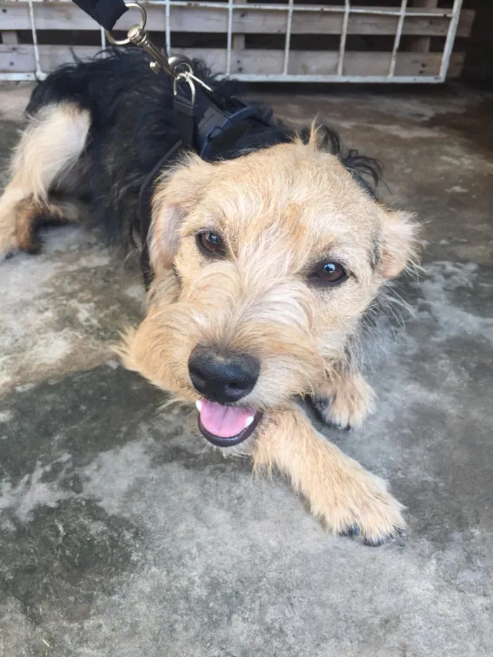 Cachorro ra a Srd idade 7 a 11 meses nome Teco 