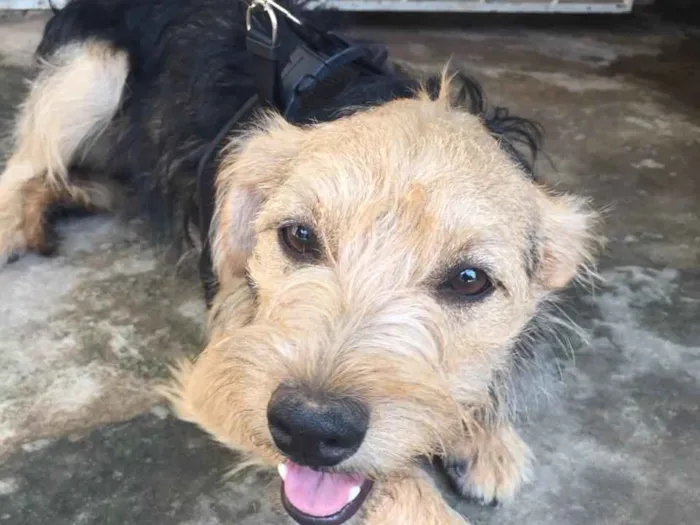 Cachorro ra a Srd idade 7 a 11 meses nome Teco 