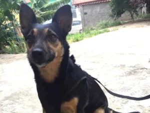 Cachorro raça Srd idade 3 anos nome Chiara 