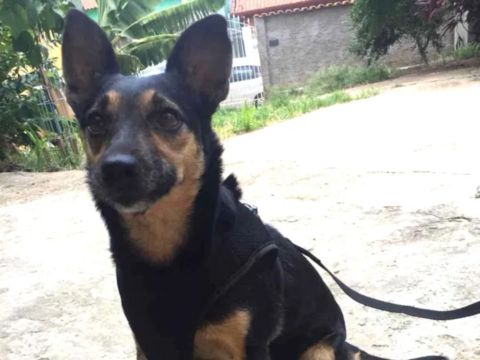 Cachorro ra a Srd idade 3 anos nome Chiara 