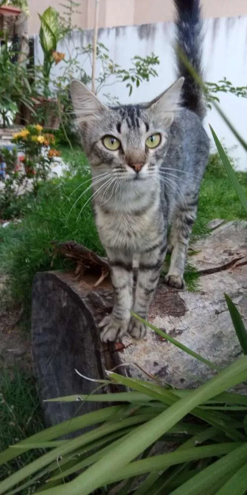 Gato raça Sem raça definida  idade 2 anos nome Nala