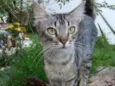 Nala