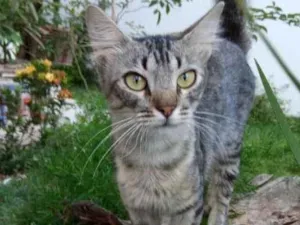 Gato raça Sem raça definida  idade 2 anos nome Nala