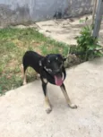 Tico 