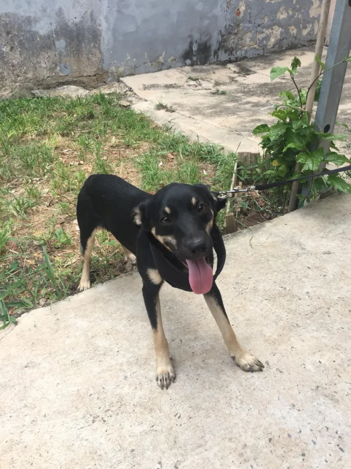 Cachorro ra a Srd  idade 7 a 11 meses nome Tico 