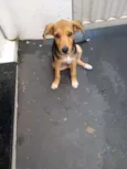 Bobi