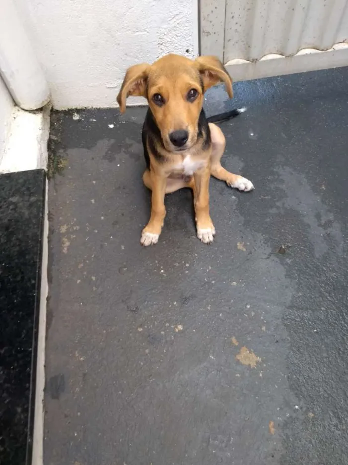 Cachorro raça Não sei idade 2 a 6 meses nome Bobi