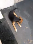 Bobi