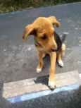 Bobi