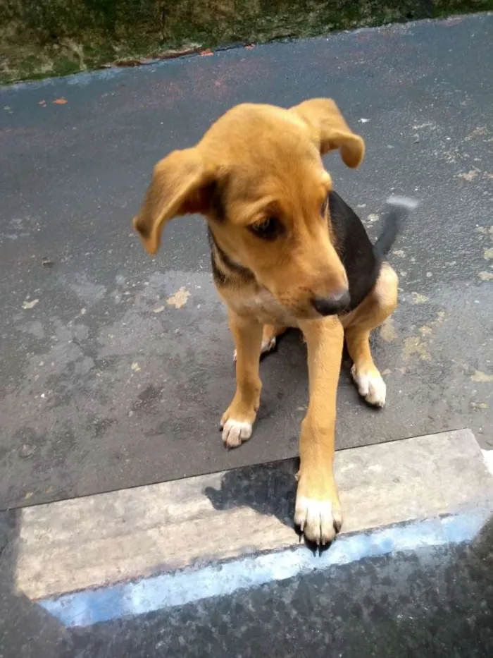 Cachorro raça Não sei idade 2 a 6 meses nome Bobi
