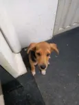 Bobi