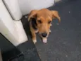 Bobi