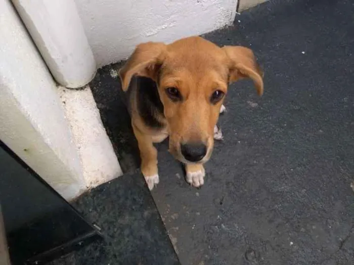 Cachorro raça Não sei idade 2 a 6 meses nome Bobi