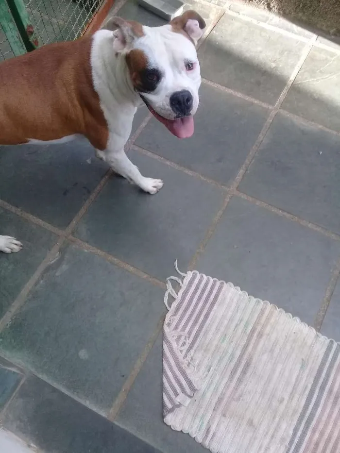Cachorro raça Boxer idade 2 anos nome Apolo