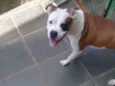Apolo