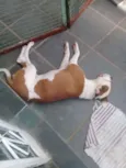 Apolo