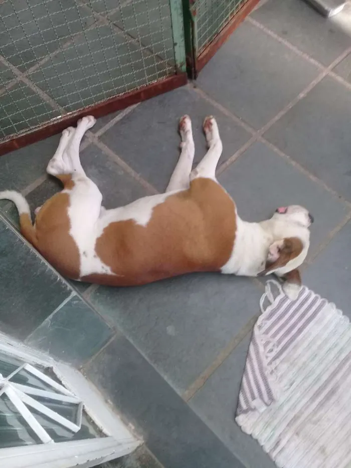 Cachorro raça Boxer idade 2 anos nome Apolo