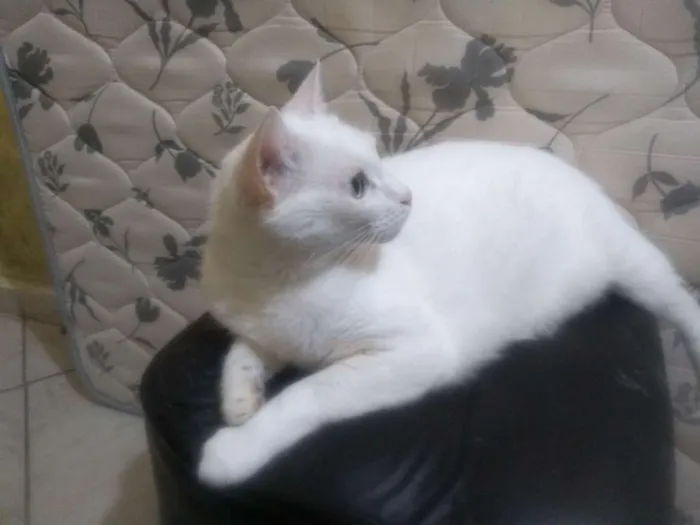 Gato ra a sem raça idade 4 anos nome rubi