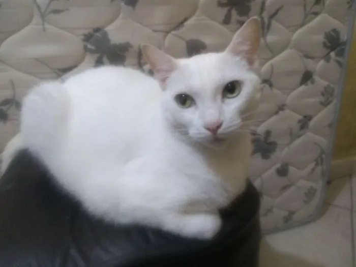 Gato ra a sem raça idade 4 anos nome rubi