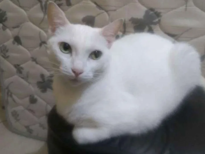 Gato ra a sem raça idade 4 anos nome rubi