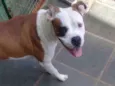 Apolo