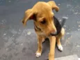 Bobi