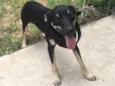 Tico 