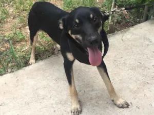 Cachorro raça Srd  idade 7 a 11 meses nome Tico 