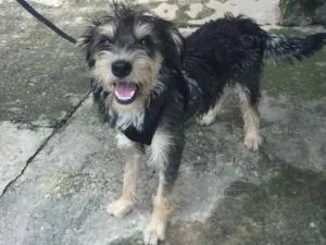 Cachorro raça Srd idade 7 a 11 meses nome Estopinha 