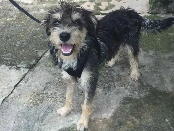 Cachorro ra a Srd idade 7 a 11 meses nome Estopinha 