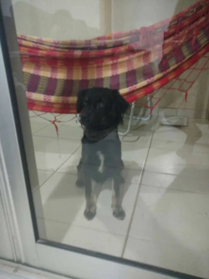 Cachorro ra a Sem raça definida idade  nome Fenrir