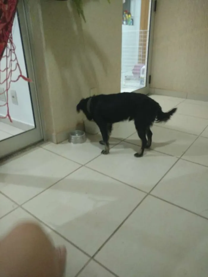Cachorro ra a Sem raça definida idade  nome Fenrir