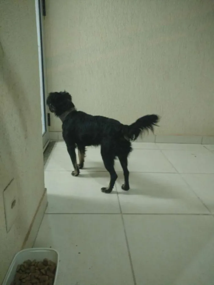 Cachorro ra a Sem raça definida idade  nome Fenrir